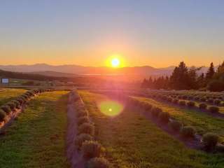 Lavender Essentials of Vermont