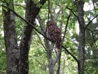 Lewis Mountain Campground — Shenandoah National Park