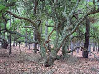 False Cape State Park