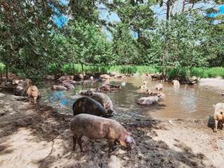 Sweet Bear Rescue Farm