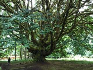 Fairholme Campground — Olympic National Park