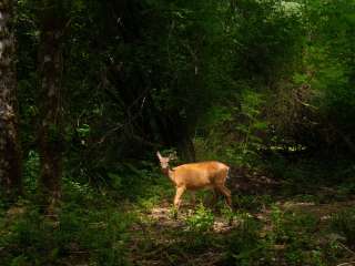 Wandering Woodlands