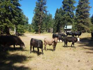 Indian Camp Campground