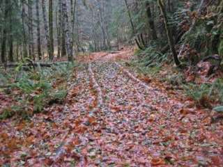 Ohanapecosh Campground — Mount Rainier National Park