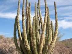 Twin Peaks Campground — Organ Pipe Cactus National Monument