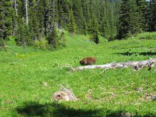 Berkeley Park Shelter — Mount Rainier National Park