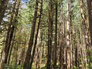 Deer Creek Backcountry Campsites — Mount Rainier National Park