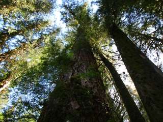 Campbell Tree Grove Campground