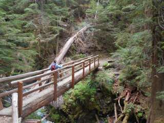 Big Log — Olympic National Park