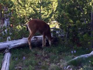 Deer Park Campground — Olympic National Park