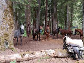 Diamond Meadows Campsite — Olympic National Park