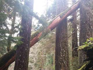 Heart O' the Hills Campground — Olympic National Park