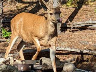 Ten Mile Island — Ross Lake National Recreation Area