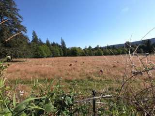 Hollyhock Farm