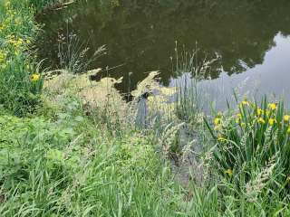 Toadally Natural Garden