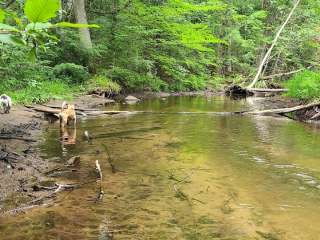 McCaslin Brook Dispersed site