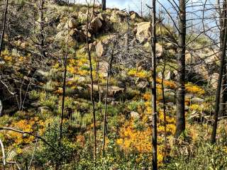 Pike Pole Campground