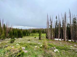 Nash Fork Campground - Medicine Bow-Routt National Forests & Thunder Basin National Grassland