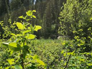 Cabin Creek Meadows