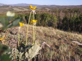 Medicine Bow National Forest Bottle Creek Campground