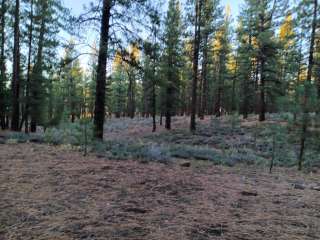 Tahoe National Forest Logger Campground