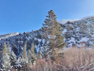 Aspen Group Campground