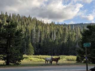 Stanislaus National Forest Hermit Valley Campground