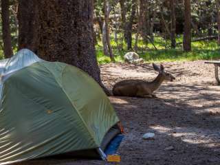 Tuolumne Meadows Campground — Yosemite National Park