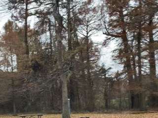 Reelfoot Lake State Park