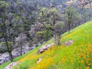 Railroad Flat Campground