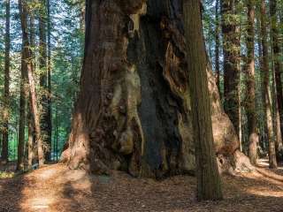 Under the redwood Giants