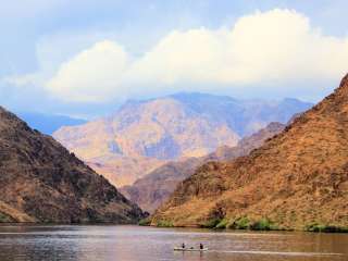 Willow Tree on Colorado River