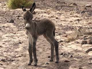 Picacho State Recreation Area