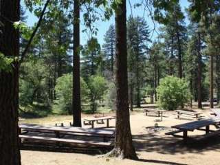 Buttercup Group Campground