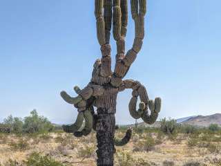 Saddle Mountain BLM (Tonopah, AZ)