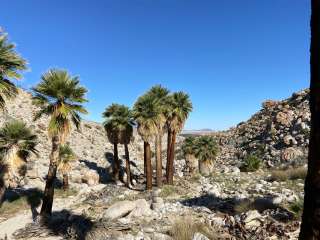 Mountain Palm Springs Primitive Campground — Anza-Borrego Desert State Park