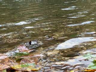 Kyles Landing Campground — Buffalo National River