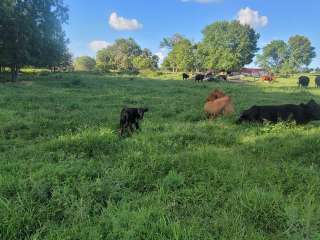 Double E Ranch Farm Camp