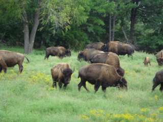 Ratchford Buffalo Farms , Cabin Rentals and Rv sites