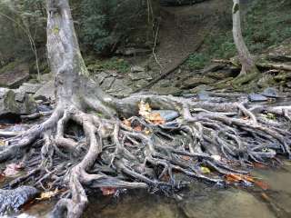 Alum Gap Campground — Savage Gulf State Park