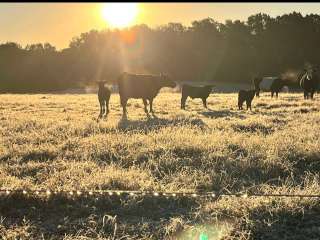 Morning View Farms