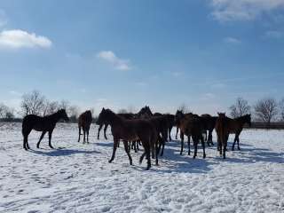 Aculae Farms