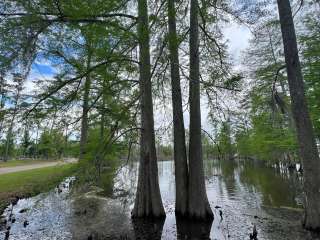 Sam Houston Jones State Park — Sam Houston Jones State Park District II