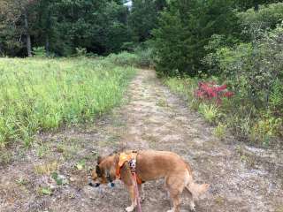 Oak Campground — Sand Ridge State Forest